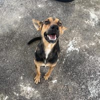 BUDDY, chien à adopter