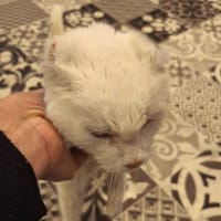 YAOURT, chat à adopter