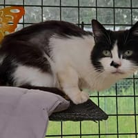 TORTILLA, chatte à adopter
