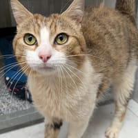 HENRI, chat à adopter