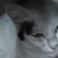 MILKA dit LOUISE, chatte à adopter