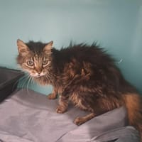 Lys, chatte à adopter