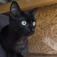 Mercredi dit MERVEILLE, chatte à adopter