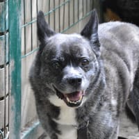 BRICK DIT RICK CHAO, chien à adopter