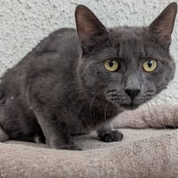LEANDRE, chat à adopter
