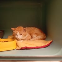 BONDUEL, chat à adopter