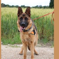 LUCKY HAA24784, chien à adopter