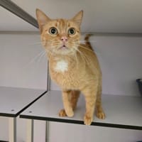 Sawyer, chatte à adopter