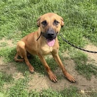 Zuko, chien à adopter