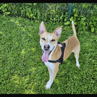 SPACY, chien à adopter