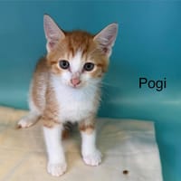Pogi, chat à adopter