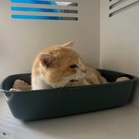 KIT KAT, chat à adopter