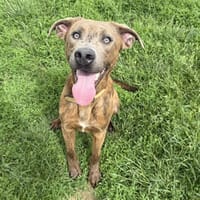Viko, chien à adopter