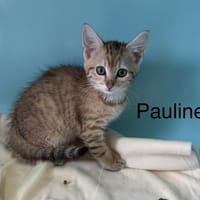 Pauline, chatte à adopter