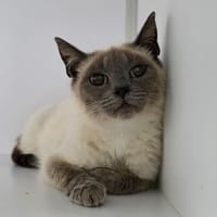 Ice Cream, chatte à adopter