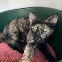 NAYA, chatte à adopter