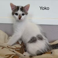 Yoko, chat à adopter