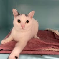 JANE, chatte à adopter