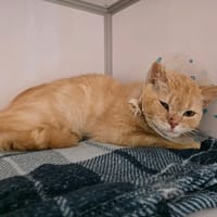 Scott, chat à adopter