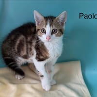 Paolo, chat à adopter