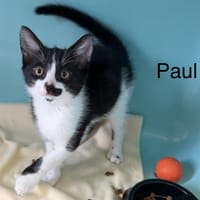 Paul, chat à adopter