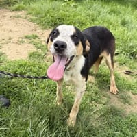Vixie, chienne à adopter