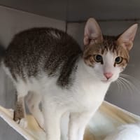 TWINKY, chat à adopter