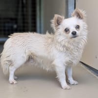 TITAN, chien à adopter