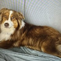 sky, chien à adopter