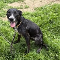 Yuna, chienne à adopter