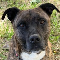 REX, chien à adopter