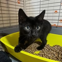 Hercule [Chaton], chat à adopter
