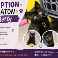 BETTY, chatte à adopter