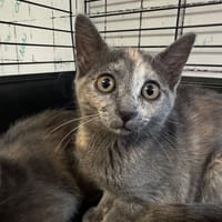 Maya [Chaton], chatte à adopter