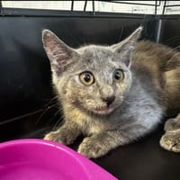 Athena [Chaton], chatte à adopter