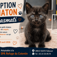 BASMATI, chatte à adopter
