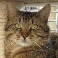 AQUARIUS, chat à adopter