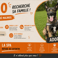 RIO, chien à adopter
