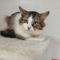 OLIVE, chat à adopter
