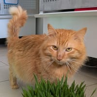 Simba, chat à adopter