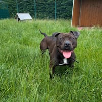 FLOKY, chien à adopter