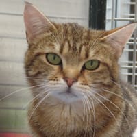 GEMINI, chat à adopter