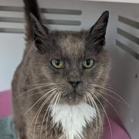 MONA, chatte à adopter