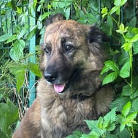 LOKUM VAA, chienne à adopter