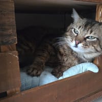 JACQUOT, chat à adopter