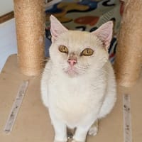 DUCHESSE, chatte à adopter
