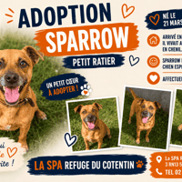 SPARROW, chien à adopter