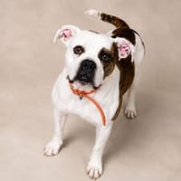 REIVA, chienne à adopter
