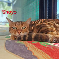 Shoyo, chat à adopter