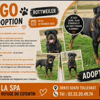 ARGO, chien à adopter